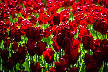 Red, tulip farm, bloom, exotic HD wallpaper