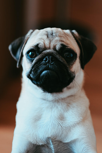 Animals, Dog, Pet, Sight, Opinion, Nice, Sweetheart, Pug HD phone wallpaper