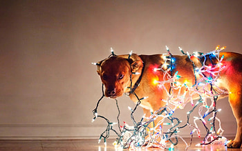 COLOR LIGHTS, dog, holiday, color, lights HD wallpaper