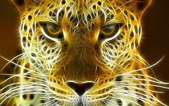 Stare, cats, cheetah, wildcat HD wallpaper