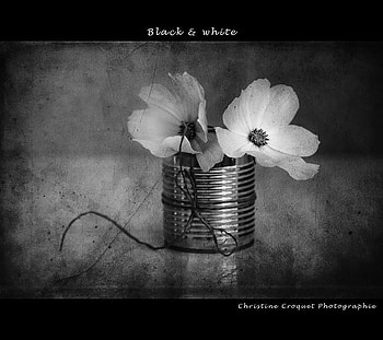 BW, tender, still life, graphy, flowers HD wallpaper