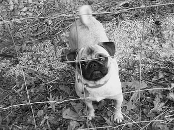 My Pug, dog, farm, puppy HD wallpaper