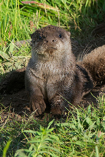 Geographical otter splendor, Nature's versatile swimmer, Admire their adaptability, Global otter diversity HD phone wallpaper