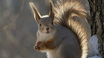 Silent noise, sweet, winter, squirrels, wild animals, , cute, wild, wildlife, animals, nature, wilderness HD wallpaper