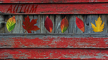 Autumn Leaves Profile, Leaves, Red, Fall, Nature, Autumn HD wallpaper