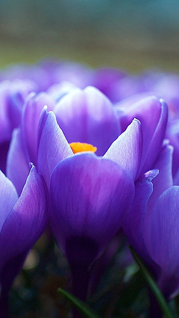 Flower, Beautiful, Pretty, Flowers HD phone wallpaper
