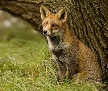 fox, sitting, red, nature, wild HD wallpaper