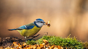 Blue Yellow Bird With Dry Leaf In Mouth Standing In Blur Background Birds HD wallpaper