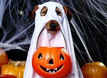 Holidays, Halloween, Web, Dog, Holiday, Bringing, Reduction, Jack's Lantern HD wallpaper