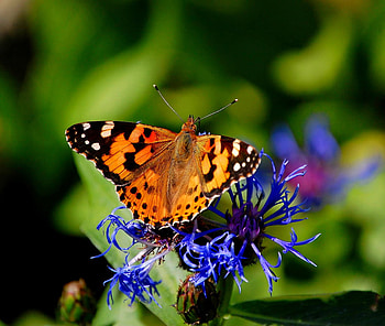 Fly butterfly, blue, popular, colors, orange, beauty, summer, butterflies, animals, flowers HD wallpaper