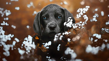 Blue Eyes Black Weimaraner Dog Is Standing In White Flowers Field In Blur Background Dog HD wallpaper