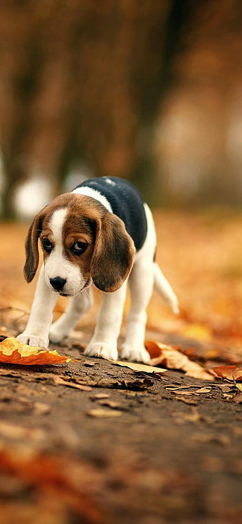 Beagle, XS , High-definition , Stunning backgrounds HD phone wallpaper