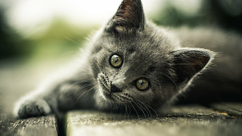 Cute gray kitten, Ultra , Background , Gray kitten HD wallpaper