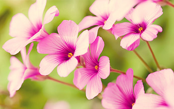 Flowers, Macro, Petals, Stains, Spots HD wallpaper
