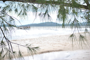 Monkey Island, island, brigde, beautiful, green tree, beach HD wallpaper