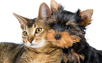 Yorkshire Terrier. . Yorkie HD wallpaper