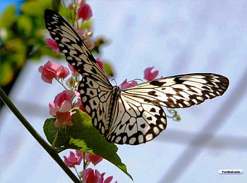 Luv This Butterfly, great, butterfly, lovely, nice HD wallpaper