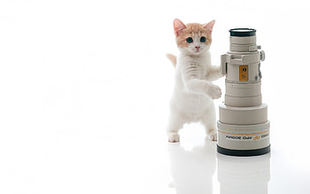 Smart Kitty, kitten, sweet, kitty, cats, cute, beautiful, telescope, animals, smart, adorable, friends HD wallpaper