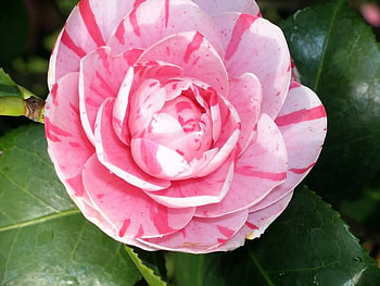 Cup Rose, rose, plant, leaves, flower, nature HD wallpaper