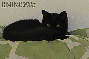 black cat, fur, black kitten, hello kitty, black, green, eyes HD wallpaper