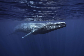 Blue Whale, Dolphin conservation, USA, Whale HD wallpaper