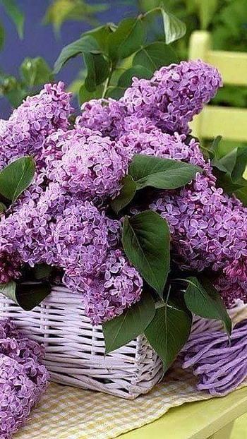 Lilac, Flowers, Purple HD phone wallpaper