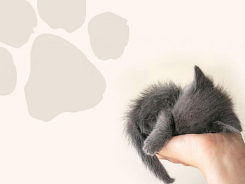 I'm young, animal, cat, gato HD wallpaper