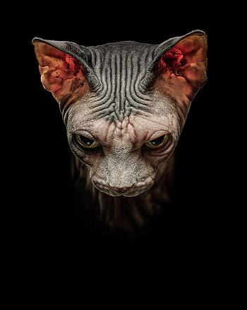 Artwork, Sphynx HD phone wallpaper