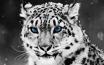 Animals, Snow Leopard HD wallpaper