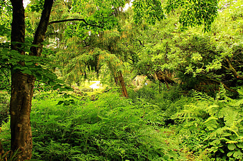 Nature, Trees, Greens, Garden HD wallpaper