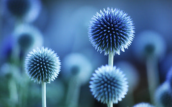beautiful blue flower, blue, branch, natural, flower HD wallpaper