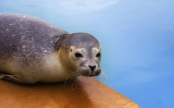 Animals, To Lie Down, Lie, Muzzle, Surface, Seal HD wallpaper
