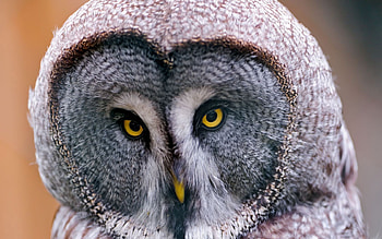 Animals, Owl, Bird, Predator, Head, Great Gray Owl, Bearded Obscure HD wallpaper