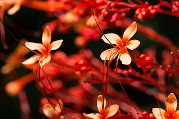 Flowers, Pink, Plant, Macro, Bloom, Flowering HD wallpaper
