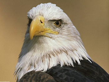 Animals, Birds, Eagles HD wallpaper