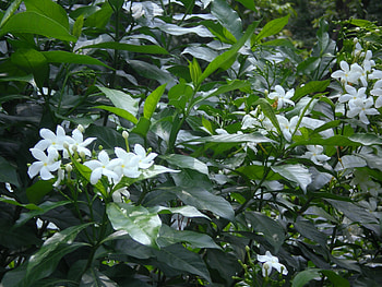 White flowers, white, nature, flowers HD wallpaper