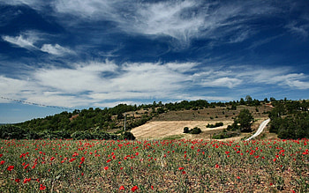 Nature, Sky, Poppies, Clouds, Field, Clear, I See, Lungs HD wallpaper