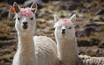 Couple, Alpacas HD wallpaper