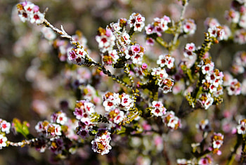 Desert flowers, central australia, Desert, red centre, white flowers HD wallpaper