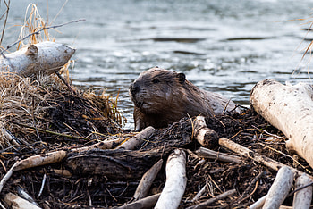 Beaver pond, Damage prevention, Costly repairs, Pond ecosystem HD wallpaper