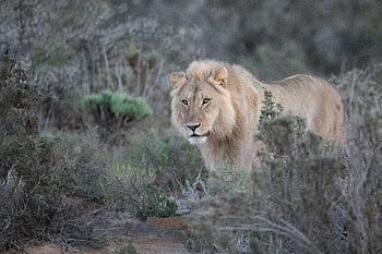 Wild lion prowls through bushes in Overberg, South Africa, depicting raw nature and wildlife. HD wallpaper