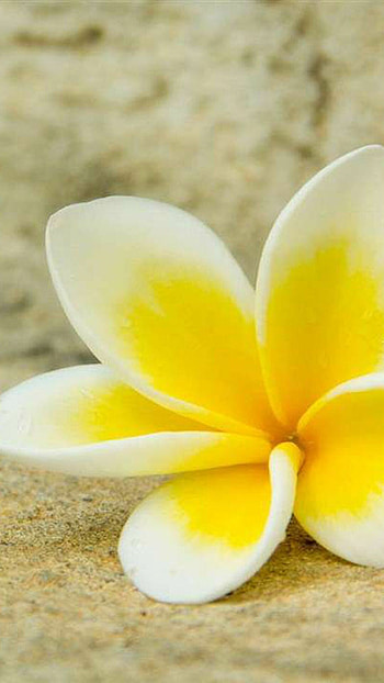 Plumeria flowers, Samsung galaxy , Fragrant and beautiful, Tropical elegance HD phone wallpaper
