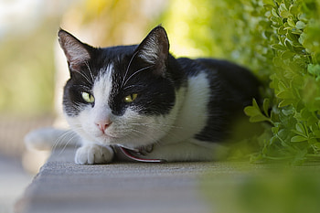 Animals, Cat, To Lie Down, Lie, Muzzle, Sight, Opinion HD wallpaper