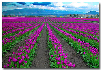 Flowers Field, fields, beautiful, flowers HD wallpaper