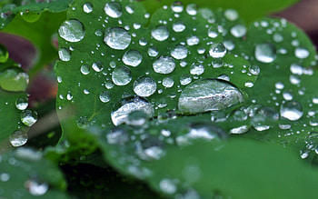 Nature, Leaves, Drops, Macro HD wallpaper