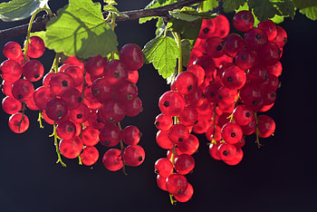 Currants, red fruits, close up, fresh HD wallpaper