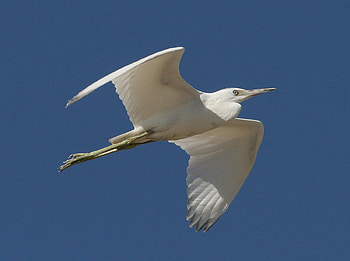 Egret In Flight, white, bird, flight, sky, egret HD wallpaper