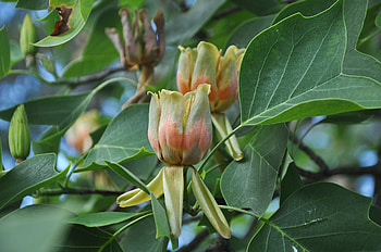 Liriodendron Tulipifera, Tulip Tree HD wallpaper