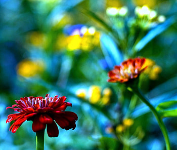 Flowers, nature, light, red HD wallpaper