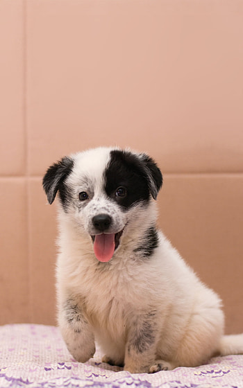 Perros, ojo, bigotes HD phone wallpaper